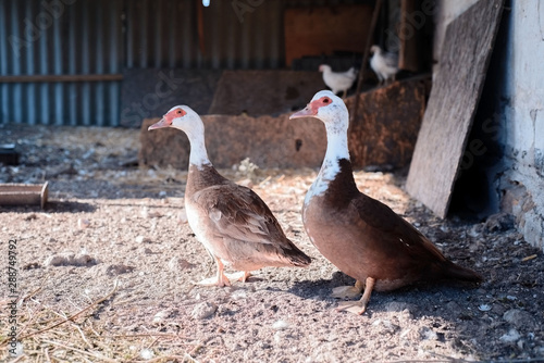 two domestic ducks stand in a rustic barn