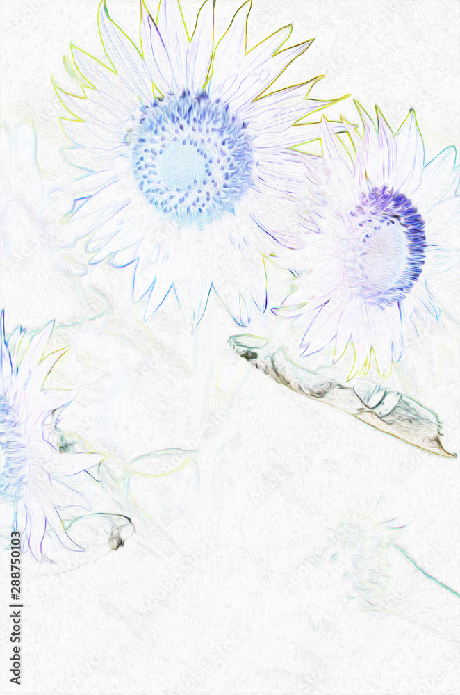 sunflowers