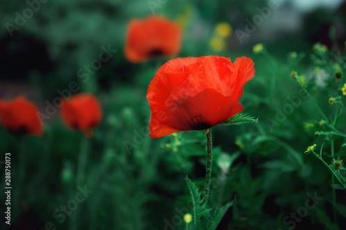 red poppies in a field