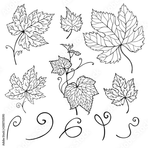 Leaf vine. Grape leaves. Hand-drawn illustration. Vector set.
