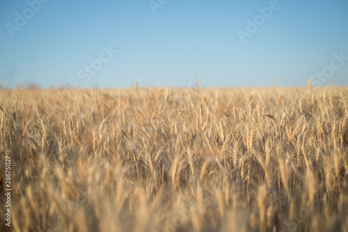 wheat field. Grain fields. Spikelets of wheat grains against a blue sky. Landscape
