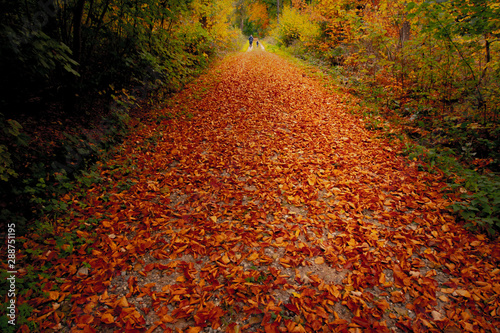 Herbst im Wald