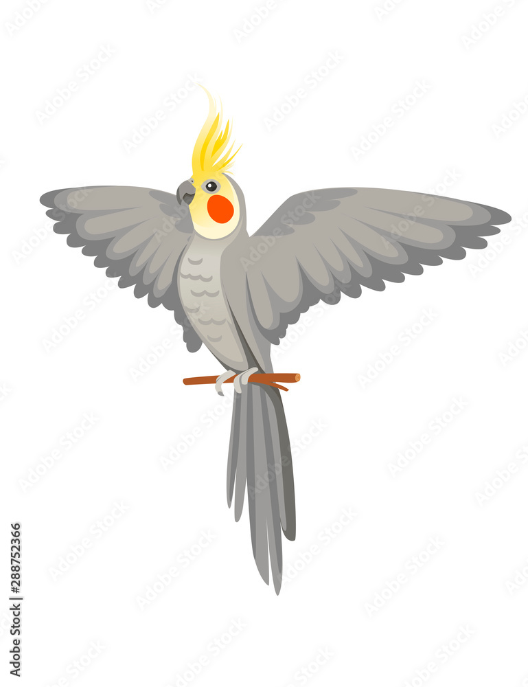 Naklejka premium Adult parrot of normal grey cockatiel sitting on branch and flapping its wing (Nymphicus hollandicus, corella) cartoon bird design flat vector illustration isolated on white background