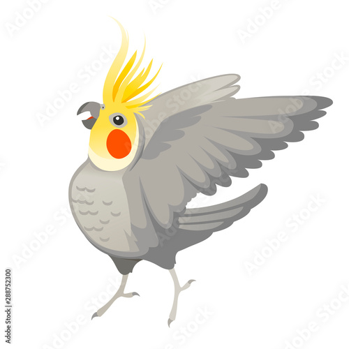 Adult parrot of normal grey cockatiel looking on you and flapping its wing (Nymphicus hollandicus, corella) cartoon bird design flat vector illustration isolated on white background © An-Maler