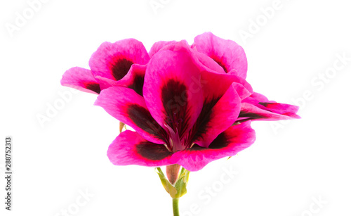 Fototapeta Naklejka Na Ścianę i Meble -  pelargonium flower