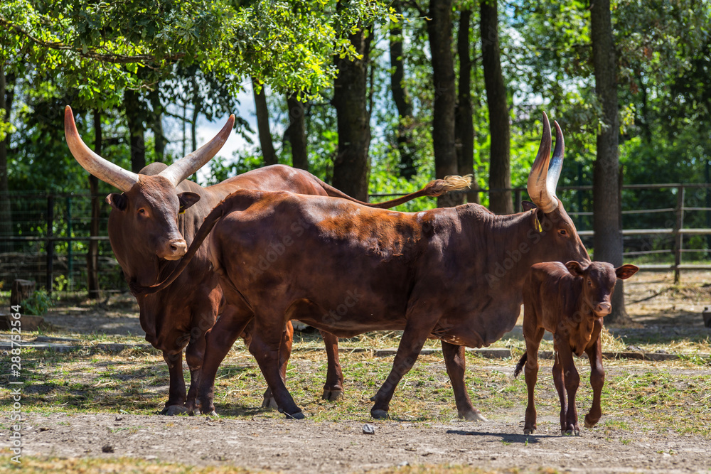 The wild water buffalo, also called Asian buffalo, Asiatic buffalo and
