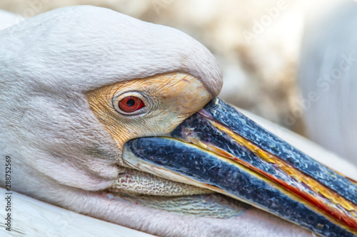 Closeup portrait of he white American pelican, Pelecanus erythrorhynchos, with red eye huge beak and crest
