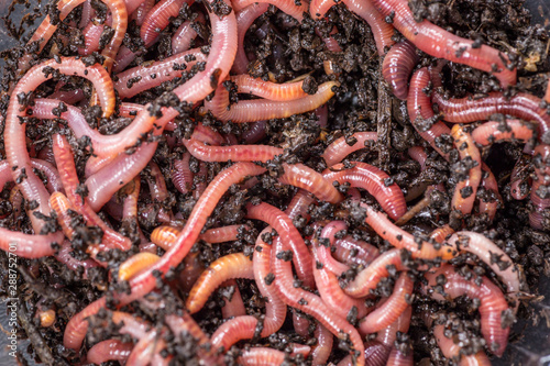 Many living earthworms for fishing in the soil, background