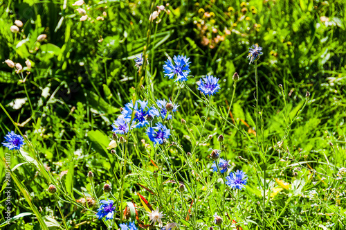 Baselland, Kornblume, Zyane, Blume, blaue Blüte, Garten, Felder, Landwirtschaft, Sommer, Schweiz