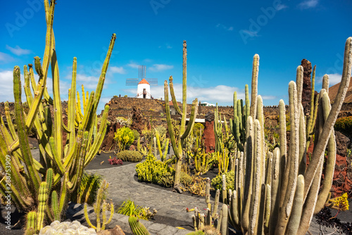 Tropical cactus garden in Guatiza village, Lanzarote, Canary Islands, Spain photo