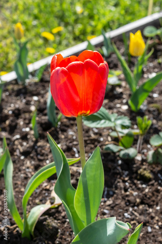 Nice red tulip flower growing in garden bed ground