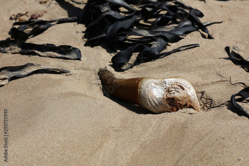 Pflanze aus dem Meer am Strand photo