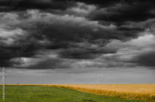Country landscape with yellow rye field under the gloomy sky