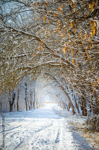 Snowy road through the winter tale forest. Vertical seasonal background