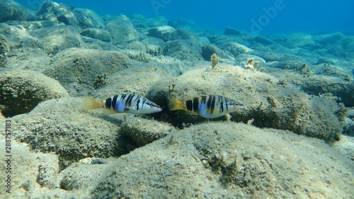 The painted comber (Serranus scriba), Aegean Sea, Greece, Halkidiki photo