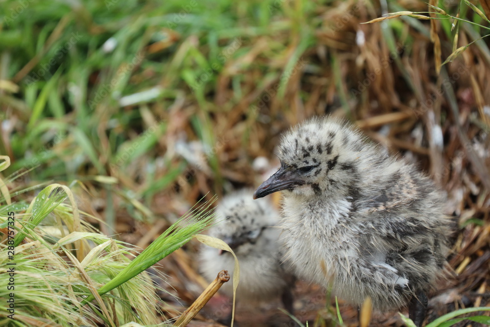 Fototapeta premium Möwe Vogel Küken