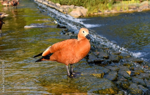 The ruddy shelduck (Tadorna ferruginea). It has orange-brown body plumage with a paler head, while the tail and the flight feathers in the wings are black, contrasting with the white wing-coverts. photo