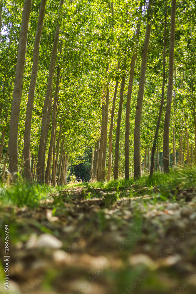 Obraz premium The green forest receiving the sunlight in the morning