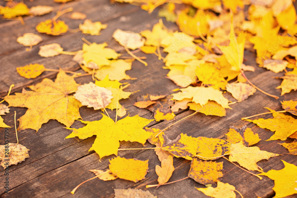 Yellow autumn leaves on wooden background Beautiful autumn leaves yellow branches abstract background, leaf fall concept Selective focus - Image Yellow autumn leaves on wooden background Beautiful autumn leaves yellow branches abstract background, leaf fall concept Selective focus - Image