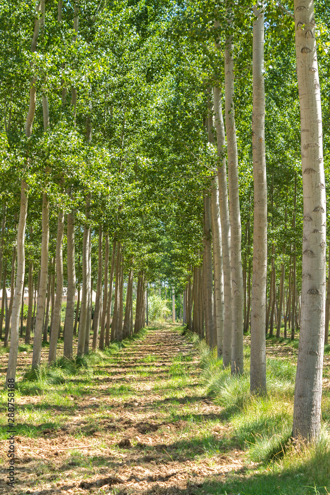 The green forest receiving the sunlight in the morning The green forest receiving the sunlight in the morning