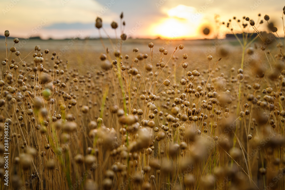 Flax field on sunset, Austria - obrazy, fototapety, plakaty 