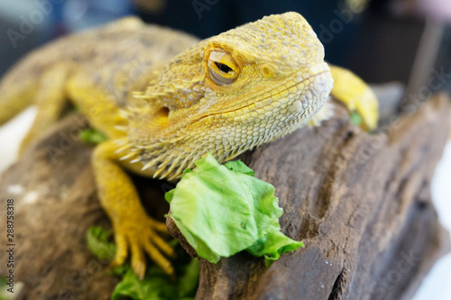 An iguana on display in a birds and wildlife exhibition show. It can be classed as a lizard or a reptile.