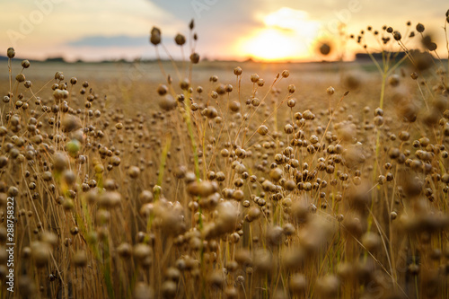 Flax field on sunset, Austria photo