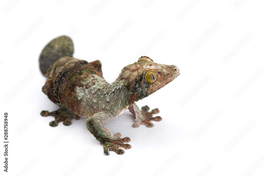 Mossy Leaf-tailed Gecko isolated on white bacground Mossy Leaf-tailed Gecko isolated on white bacground