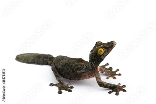 Mossy Leaf-tailed Gecko isolated on white bacground