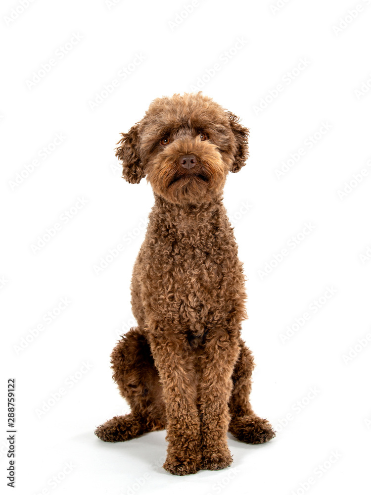 Australian labradoodle dog portrait isolated on white, studio shot. Copy space.