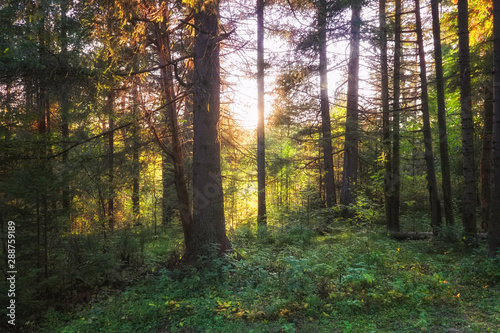 Autumn landscape at sunset in the coniferous forest. The rays of the setting sun illuminating the thicket of the forest summer landscape. © Anatoliy