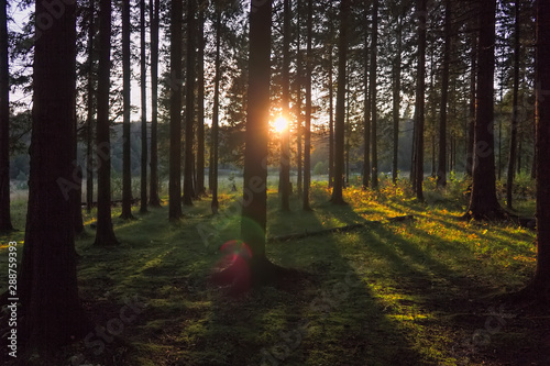 Autumn landscape at sunset in the coniferous forest. The rays of the setting sun illuminating the thicket of the forest summer landscape.
