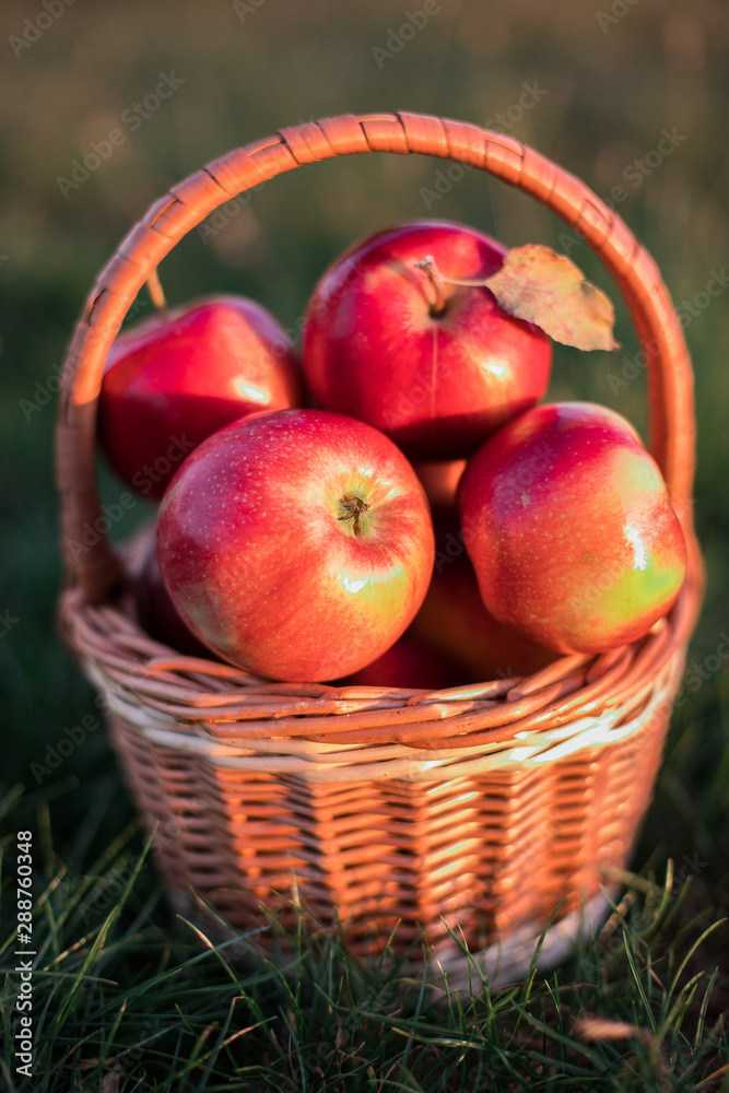 Red apples in a basket and grass Red apples in a basket and grass