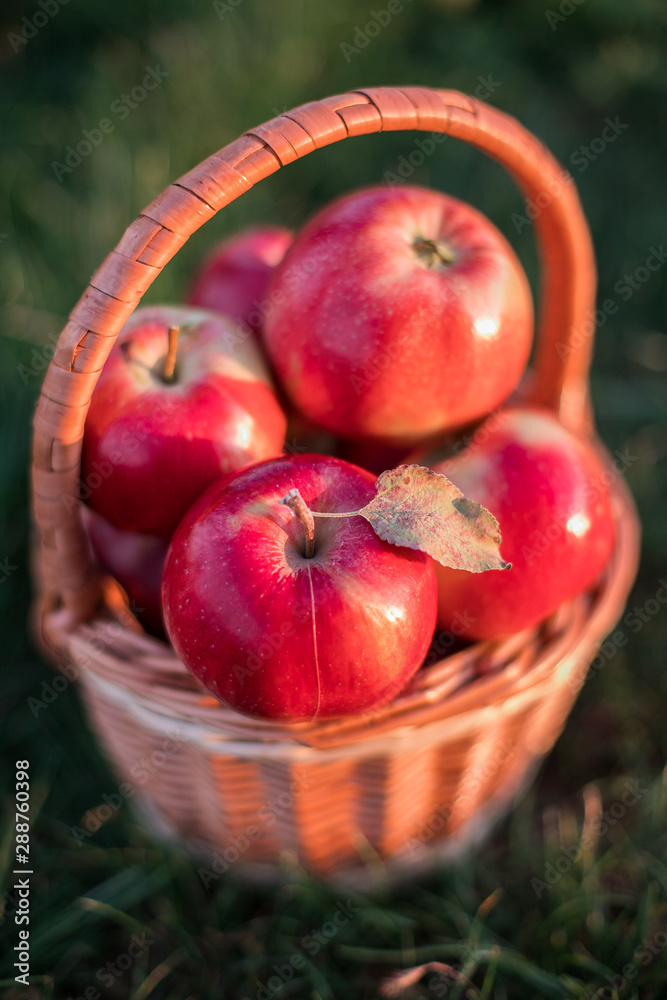 Red apples in a basket and grass Red apples in a basket and grass