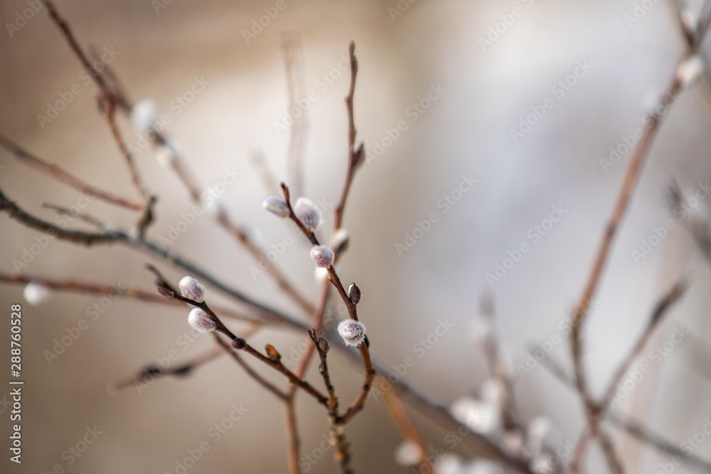 Spring Spring