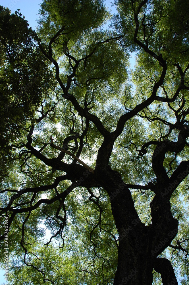 Jardim Japonês de Buenos Aires