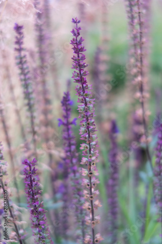 Purple floral background. Flowers field.