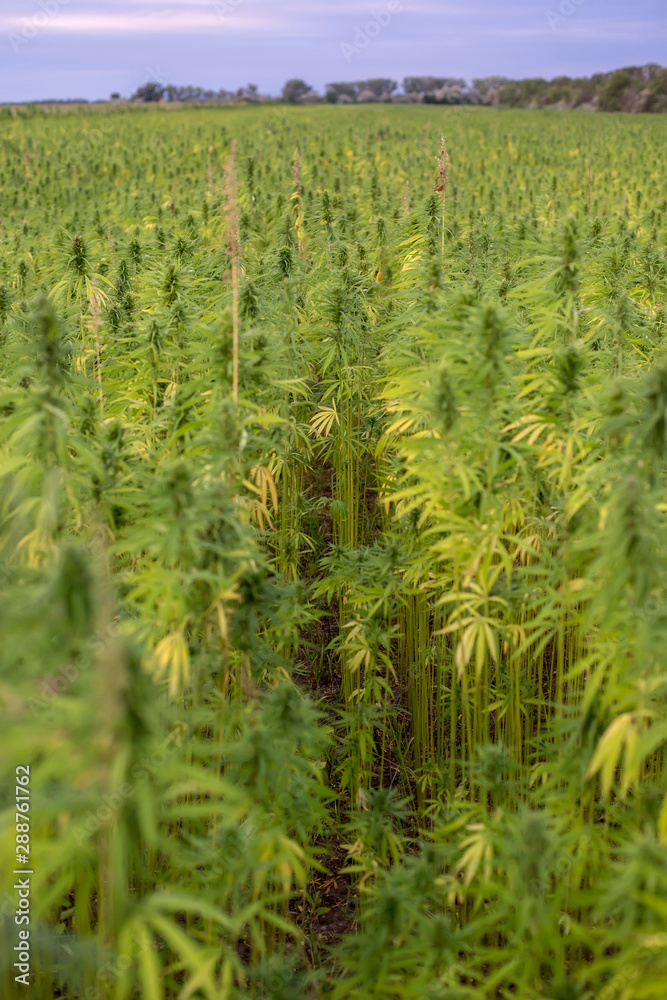 Marijuana CBD hemp plants field Marijuana CBD hemp plants field