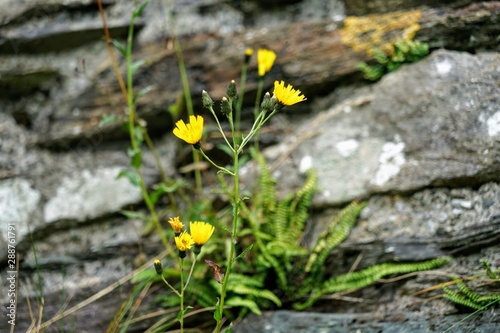 Yellow Flowers Isolated on a Layered Slate Stone Background