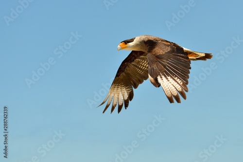   Southern Crested Caracara (Polyborus plancus) in flight viewed of profile