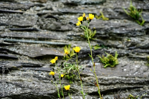 Yellow Flowers Isolated on Stone Background
