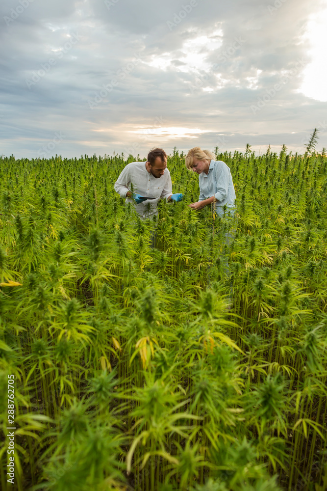 Two people observing CBD hemp buds and satisfied writing results in tablet. Two people observing CBD hemp buds and satisfied writing results in tablet.