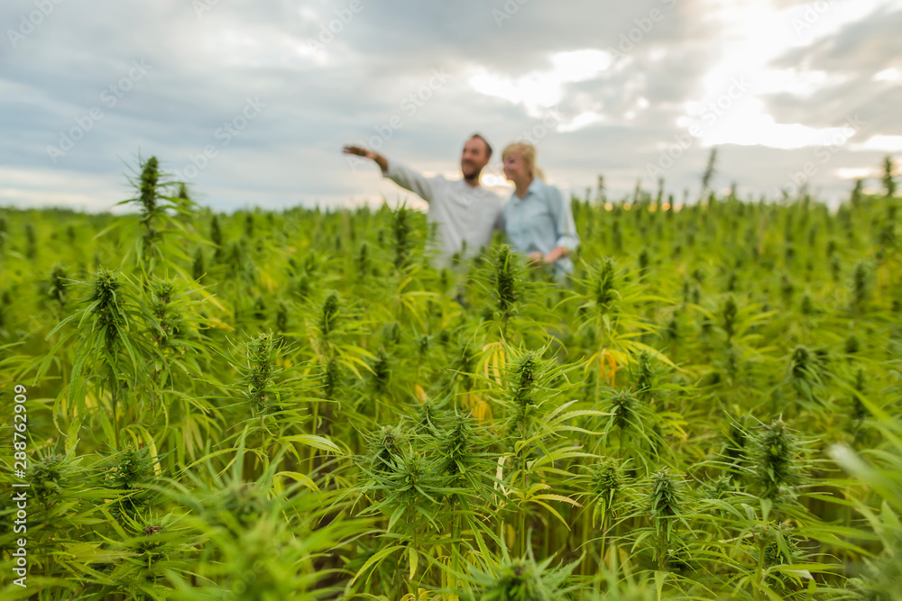 Man showing CBD hemp farm to a woman. Man showing CBD hemp farm to a woman.