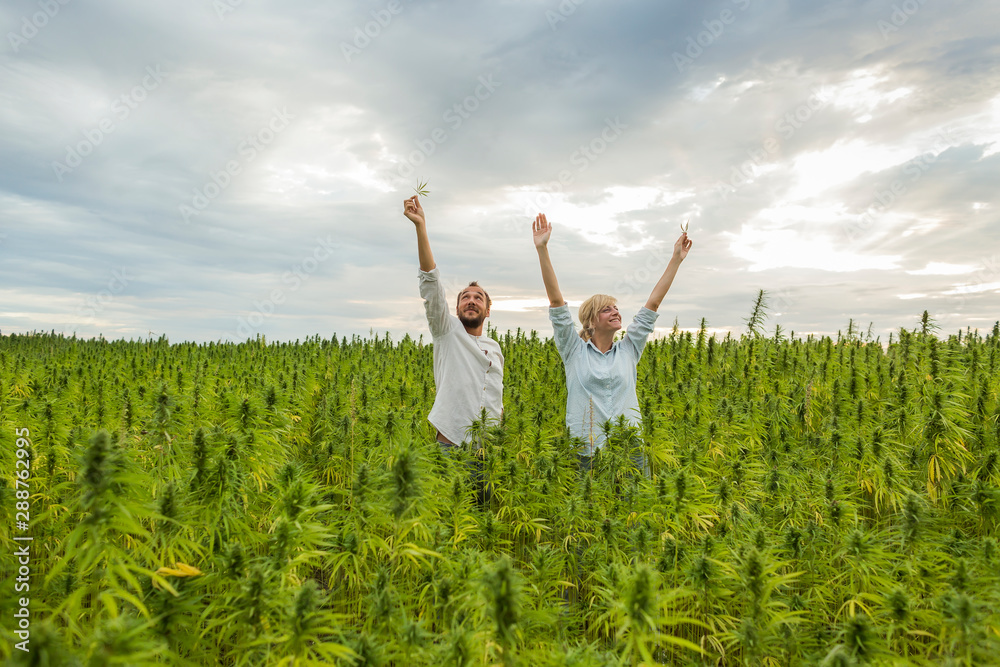 Man and woman standing in marijuana CBD hemp plants field and holding leaves high above. Man and woman standing in marijuana CBD hemp plants field and holding leaves high above.