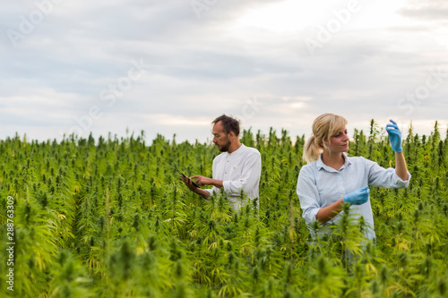 Two people observing CBD hemp plants on marijuana field and writing results in tablet