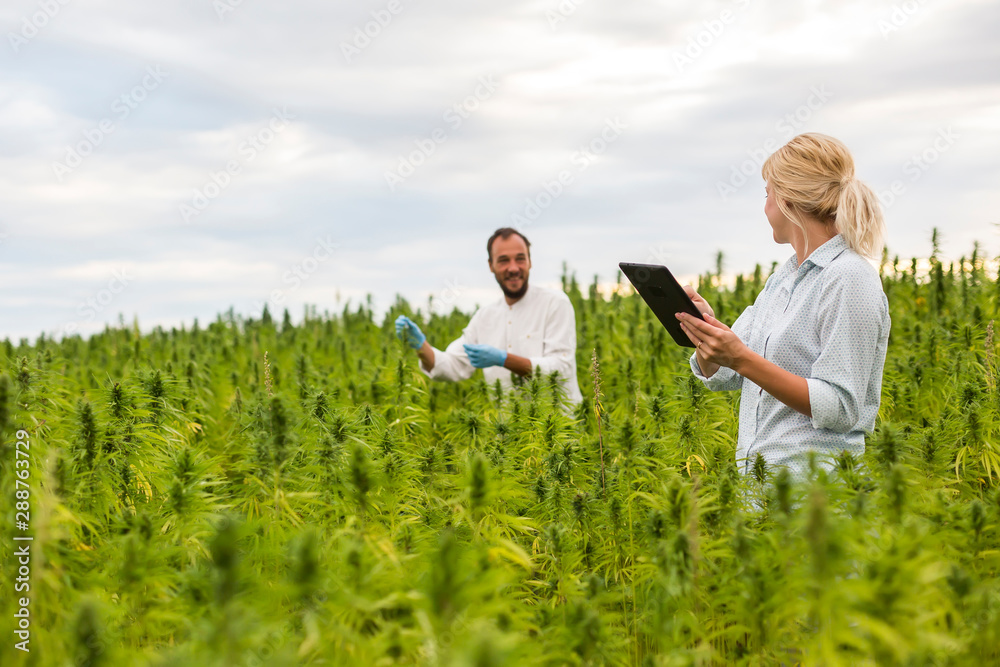 Two people observing CBD hemp plants on marijuana field and writing results in tablet Two people observing CBD hemp plants on marijuana field and writing results in tablet