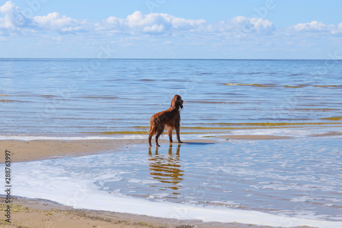 dog irish setter looking at the water having fun on the beach on nice summer day