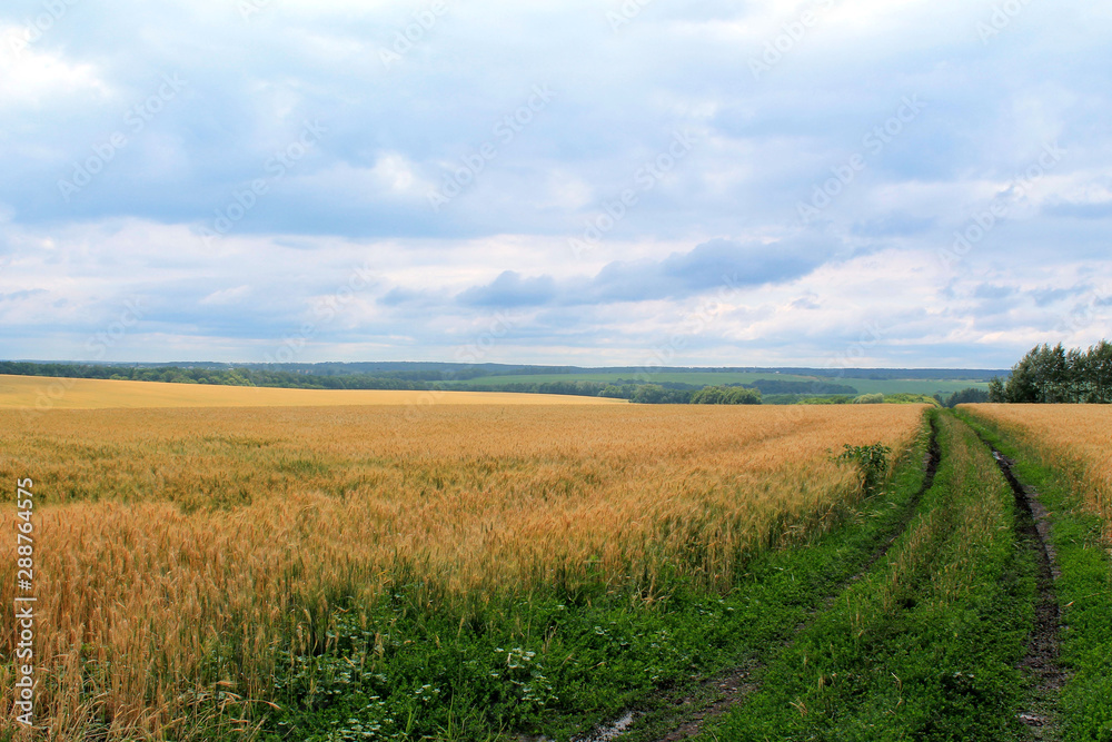 Beautiful rural landscape with wheat field Beautiful rural landscape with wheat field