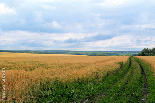 Beautiful rural landscape with wheat field