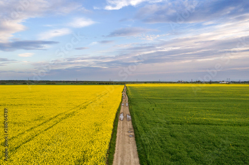 Fototapeta Naklejka Na Ścianę i Meble -  Aerial view of straight ground road with rain puddles in green fields with blooming rapeseed plants on blue sky copy space background. Drone photography.